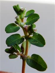  Flowering Shoot